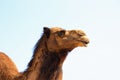 Single brown camel head shot