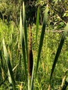 Single brown cattail in field at nature center