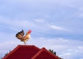 Single brown cock or rooster bantam standing on red roof in the morning on nature blue sky background