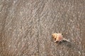 single brown conch shell on sea sand surface Royalty Free Stock Photo