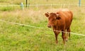 A single brown cow on a green field, meadow, rural area, countryside, farm animal closeup, copy space. Nature, farm animals Royalty Free Stock Photo