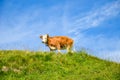 Single brown cow standing on the green Alpine pasture. Blue sky above. Cattle on the field. Cow grazing in the Alps. Farm animals