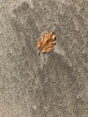 Solitary Leaf on a Sandy Beach