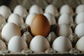 Single Brown Egg Surrounded by White Eggs in Egg Carton Display in Natural Lighting Royalty Free Stock Photo