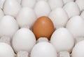Single brown egg among white eggs Royalty Free Stock Photo