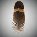 A single brown feather with a Royalty Free Stock Photo
