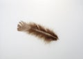 Single brown feather