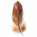 Single Brown Feather Isolated on White Royalty Free Stock Photo