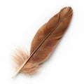 Single Brown Feather Isolated on White Royalty Free Stock Photo