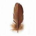 Single Brown Feather Isolated on White Royalty Free Stock Photo