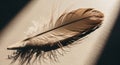 A single brown feather rests on Royalty Free Stock Photo