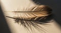A single brown feather rests on Royalty Free Stock Photo