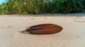 Single brown feather on sandy beach Royalty Free Stock Photo