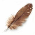 Single Brown Feather on White Background Royalty Free Stock Photo