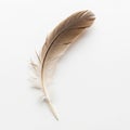 Single brown feather on a white background, gently curved with a smooth texture. The Royalty Free Stock Photo