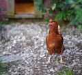 Single brown hen, chicken, free range outside