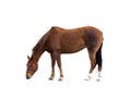 Single Brown Horse Grazing Isolated Clipping Path