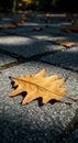 Single Brown Leaf on Grey Stone Pavement in Sunlight Royalty Free Stock Photo