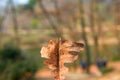 A single brown leaf on a spring day. Beauty in nature, focusing on the object.