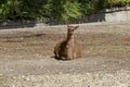 Single brown llama resting away in farmyard Royalty Free Stock Photo