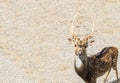 Single Brown Male Deer at The Corner Looking at You with Copyspace used as Template Royalty Free Stock Photo