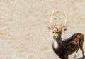 Single Brown Male Deer at The Corner Looking at You with Copyspace used as Template Royalty Free Stock Photo