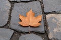 Single brown maple leaf on stone pavement Royalty Free Stock Photo