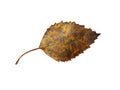 Single brown mottled autumn birch leaf on a white background
