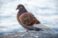 Single brown pigeon with water in the background