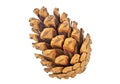 Single brown pine cone isolated on white background Royalty Free Stock Photo