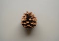 A single brown pine cone (Pinus spp.) is centered on a plain, neutral gray background. The pine Royalty Free Stock Photo