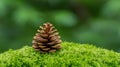 A single brown pine cone rests on a bed of vibrant green moss. Royalty Free Stock Photo