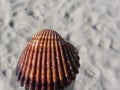 Single brown seashell on sand. Summer beach background Royalty Free Stock Photo