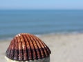 Single brown seashell on summer beach background Royalty Free Stock Photo