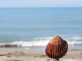 Single brown seashell on summer beach background Royalty Free Stock Photo