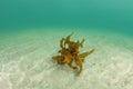 Single brown seaweed frond on sandy bottom