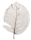 Single brown skeleton leaf