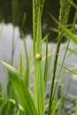 A single brown snail shell sticks to a green reed stem Royalty Free Stock Photo