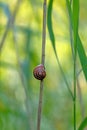 A single brown snail shell sticks to a green reed stem Royalty Free Stock Photo