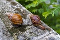 A snail is walking slowly along the path. Royalty Free Stock Photo