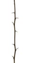 Single Brown twig tree with thorn isolated on white background in vertical.