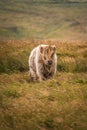 Single brown typical Scottish cow in a meadow in summer.