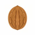 A single brown walnut shell with a detailed texture and a clear seam down the middle, isolated on a white background Royalty Free Stock Photo