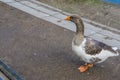 Single brown and white bean goose in close up Royalty Free Stock Photo