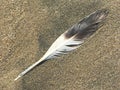 Single Brown and White Feather on the Beach Royalty Free Stock Photo