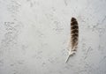 A single brown and white feather lies on a textured, light gray surface Royalty Free Stock Photo
