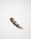 Brown and White Spotted Feather on White Linen Background Royalty Free Stock Photo