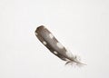 Brown and White Spotted Feather on White Linen Background Royalty Free Stock Photo