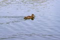 Single brown wild female mallard duck swimming on the water on the background of the water surface Royalty Free Stock Photo