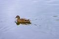 Single brown wild female mallard duck swimming on the water on the background of the water surface Royalty Free Stock Photo